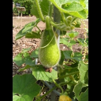 Benincasa hispida (fam Cucurbitacees) (Est de l'Asie) (2)